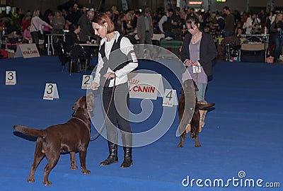 International dog show Duo CACIB in Brno Editorial Stock Photo